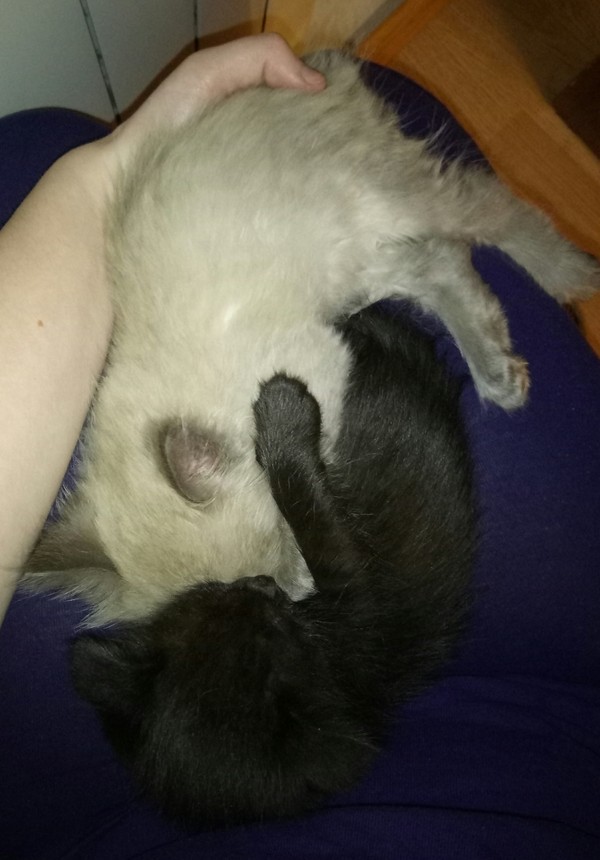 Cat Day of Love, Family and Fidelity) - My, Kittens, Dream, Milota