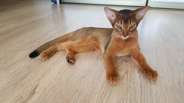 Abyssinian. - My, Abyssinian cat, cat