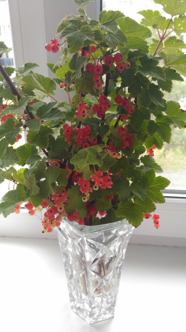 ������ �����