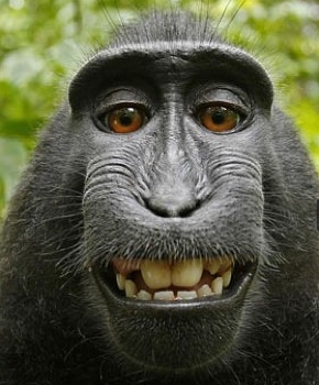 Animal rights activists are representing a macaque monkey in court who took a self-portrait but didn't get the copyright. - Toque, Naruto, Peta, Intellectual property, Animals, Selfie, Geektimes, Planet of the apes, Longpost