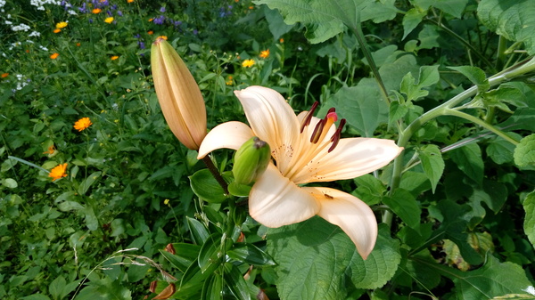 Июльский расцвет | Пикабу