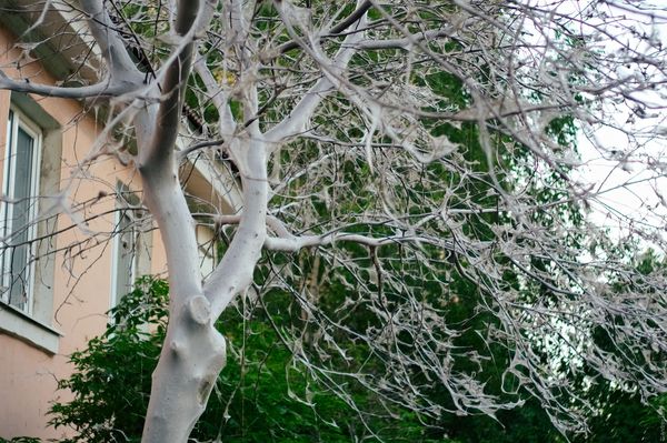 Fear and cobwebs in Arkhangelsk - My, Insects, Moth, Arkhangelsk, Web, Horror, Bird cherry, Caterpillar, Longpost