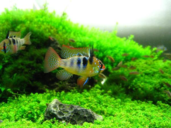 Apistogram of ramirezi - , Aquarium, Aquarium, Cichlids, Apistogramma, Apistogram of ramirezi, Content, Pets, Longpost