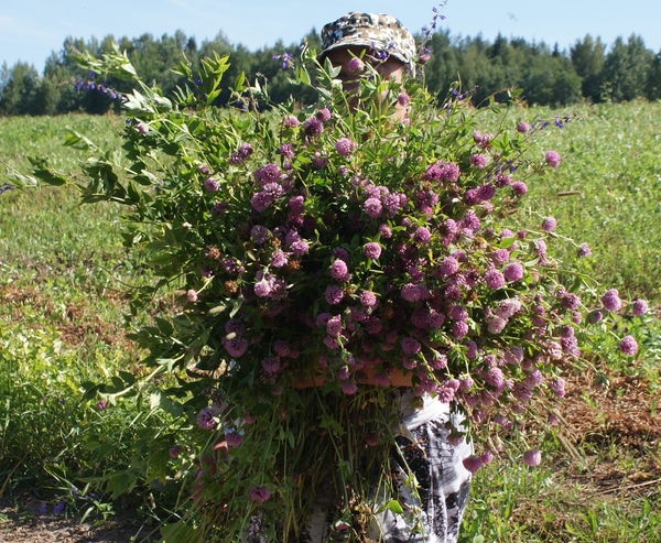 Немного о жизни шиншилломана - Моё, Шиншилла, Сено, Почти длиннопост, Животные, Длиннопост