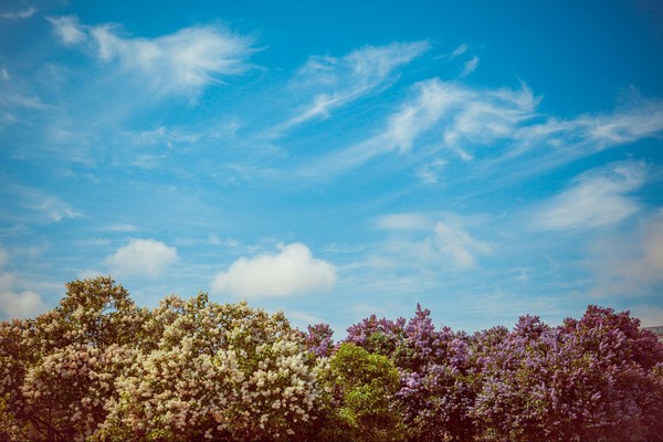 Марсово поле Марсово поле, Санкт-Петербург, Фотография