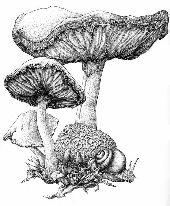 Any mushroom (sketches from around the world) - Tattoo Lovers League, Sketch, Mushrooms, Longpost, Tattoo