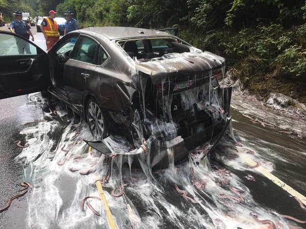 In Oregon, hagfish from an overturned truck were covered with mucus from road accident participants - Mixins, Mucus, Road accident, Longpost, news