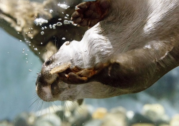 Bulk - Otter, Animals, Milota, Otters