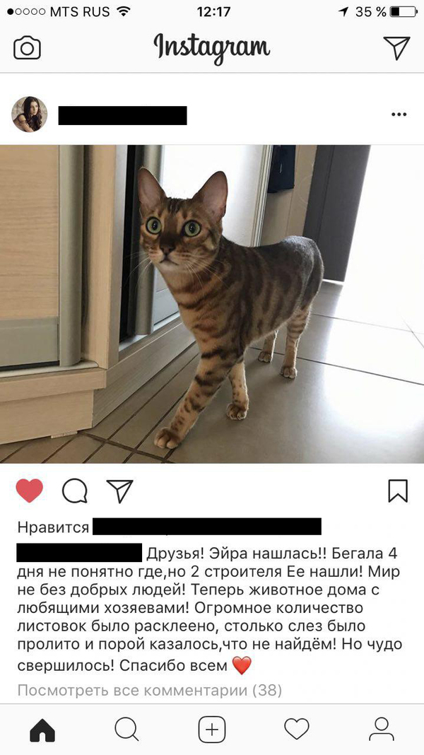 A Story with a Good Ending - cat, Lost cat, Find, Found a cat, Voronezh