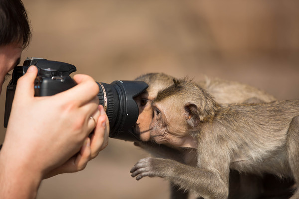 Curiosity - My, Monkey, The photo, Thailand