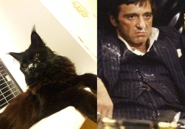 The product is excellent, you must take ... - My, cat, Maine Coon, Face with a scar, Al Pacino, Scarface (film)