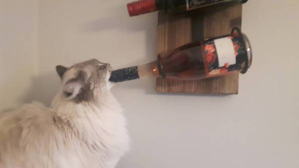 Friday, start! - Wine, cat