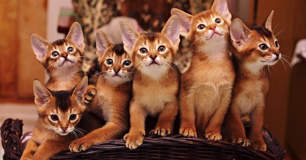 Фотографии абиссинскую породу. Абиссинская кошка. Коты Абиссинской породы. Бенгальский абиссинец. Абиссинская кошка породы кошек.