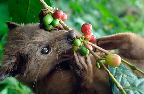 Who came up with the idea of ??making coffee from marten excrement? - Coffee, Indonesia, , Planet Earth, Longpost, 