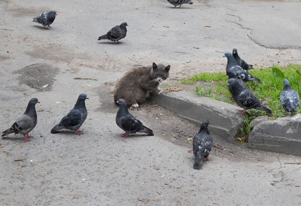 В окружении - Голубь, Кот, Довели, Фотография, Гопники