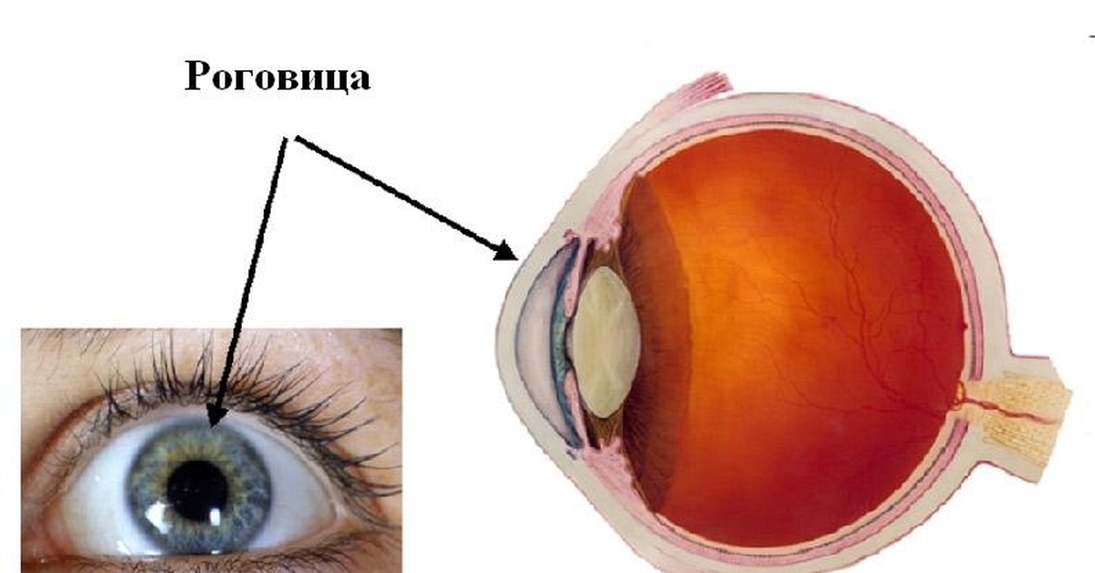 Глаз откуда. Глаз строение глаза человека роговица. Строение роговицы глаза человека. Сферичная роговица прозрачная.