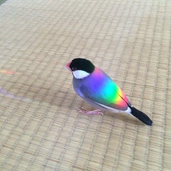 rainbow bird - Birds, Rainbow