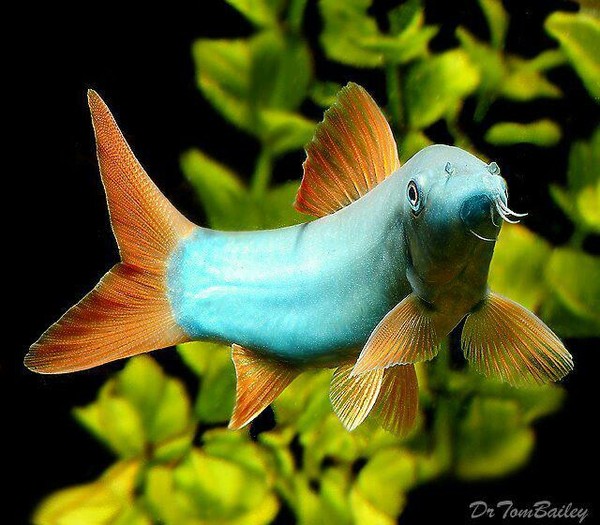 Ясухикотакия