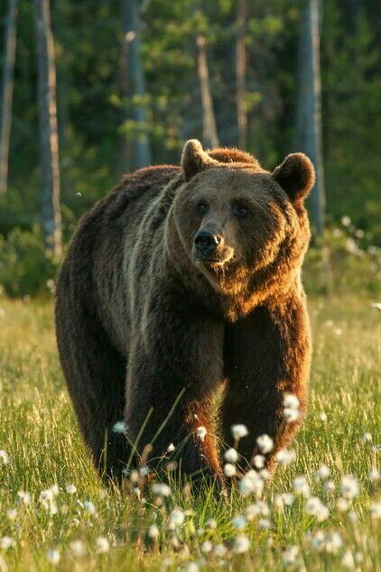 Walk around your property. - The Bears, Master of the taiga