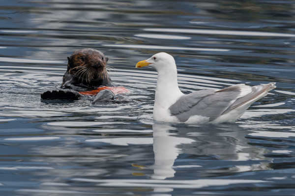 Stay away from my dinner! - Milota, Sea otter, Otters, Otter, Seagulls, Animals