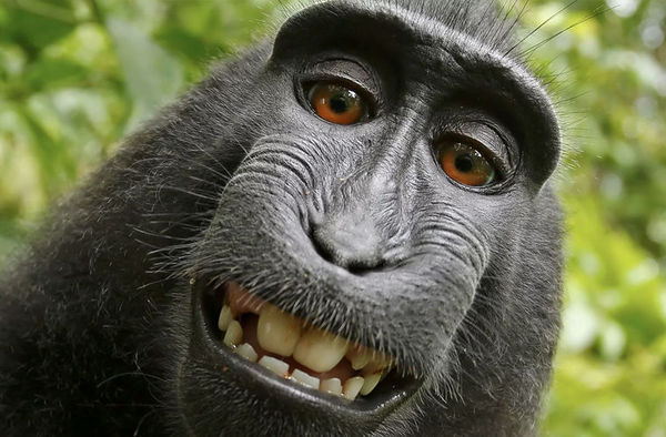 Monkey copyright - Monkey, Photographer, The photo, Court, Copyright