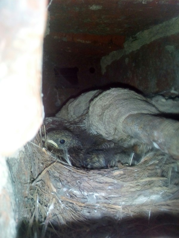 The bird has settled in the garage ventilation - My, Svirestel, Little Bird