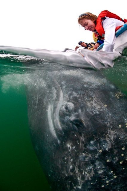 Gray whales in the Mexican lagoon proved that they are no worse than dolphins (6 photos) - Whale, The photo, A selection, Longpost