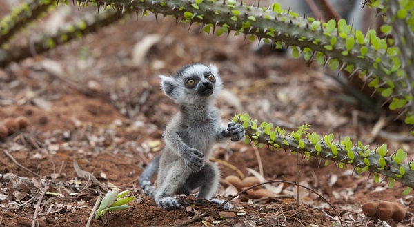 Lemur cub... or whatever you want to call it... - Lemur, The photo, 