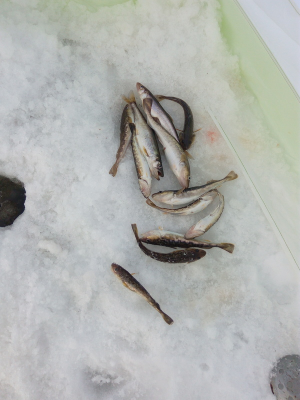 Немного зимней рыбалки летом Белое море, Зимняя рыбалка, Длиннопост