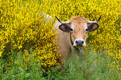 Heifers in flowers. - Cow, Meadows, Longpost, Flowers