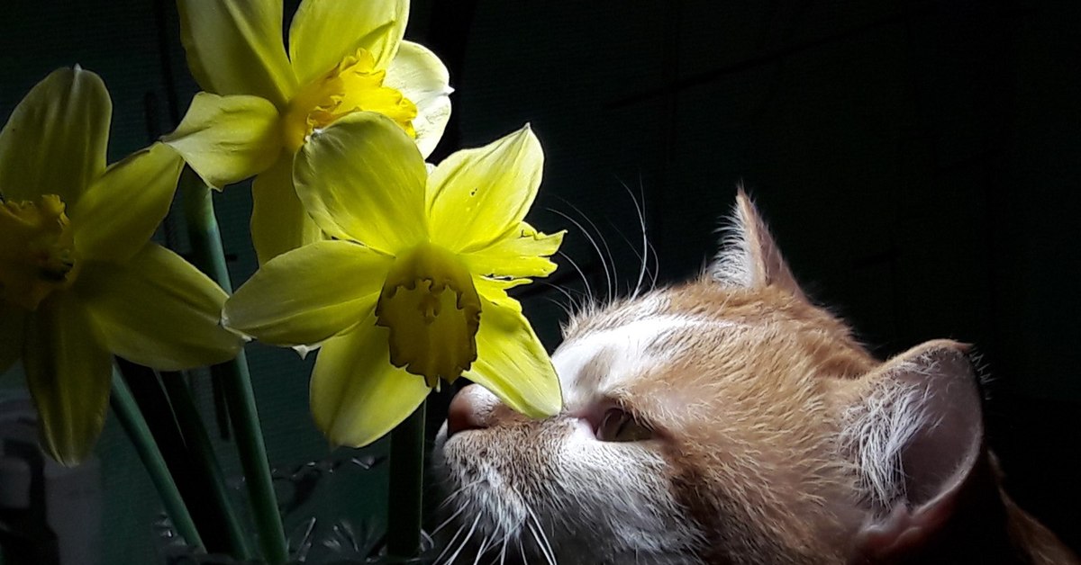 Киса нарцисса. Коты и нарциссы. Кошка и нарциссы. Кот с цветами. Котик нюхает цветы.