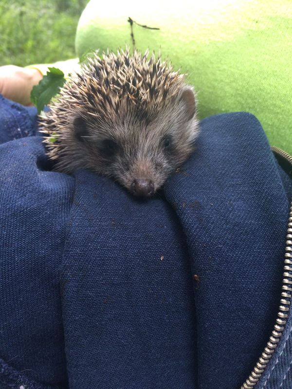 prickly baby - My, Forest, Hedgehog, wildlife