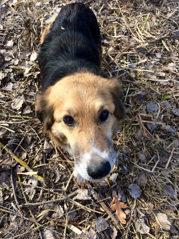 Country of eternal hunting - My, Dog, , Longpost