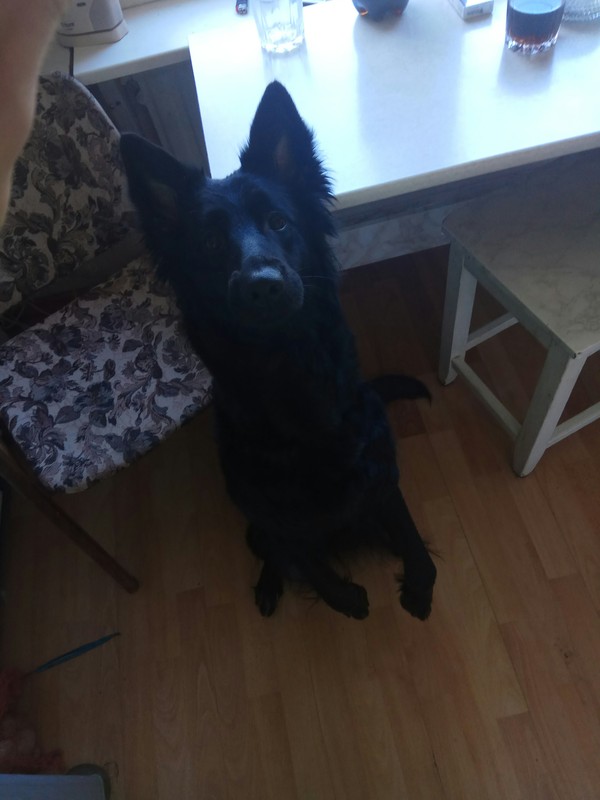 Black German Shepherd - My, German Shepherd, My