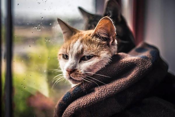 Mood for this summer - The photo, cat, Rain, Summer