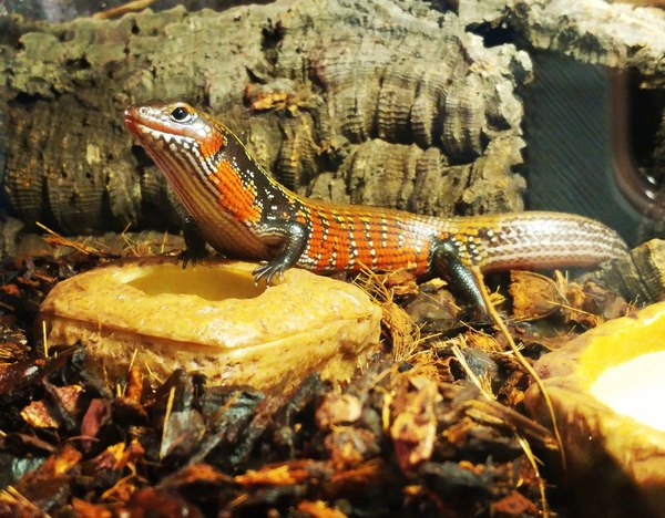 Parthenogenesis in lizards or where does the egg in my terrarium come from??? - My, Skink, Lizard, Parthenogenesis, 