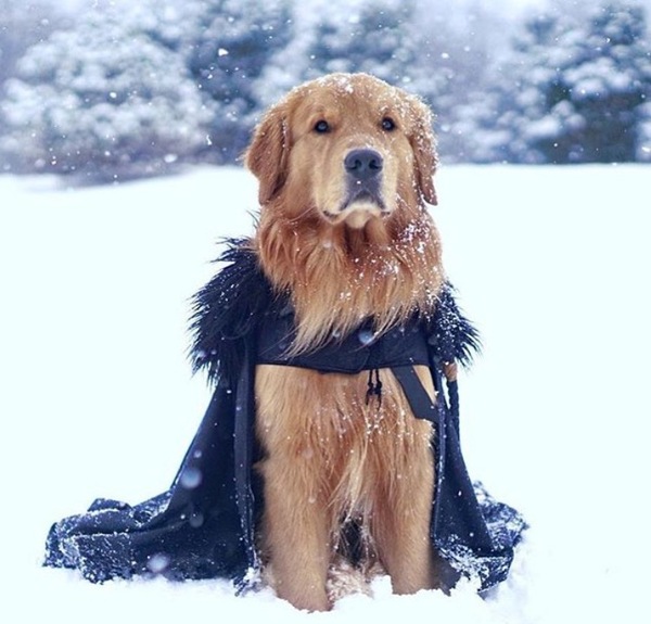 The winter is coming - Dog, Winter, Game of Thrones, Jon Snow