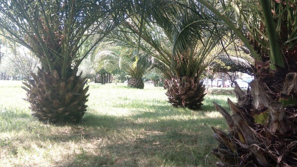 Грядка с ананасами.