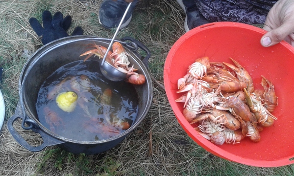 How we spent the weekend - My, Crayfish, Relaxation, Tent, Nature, Longpost