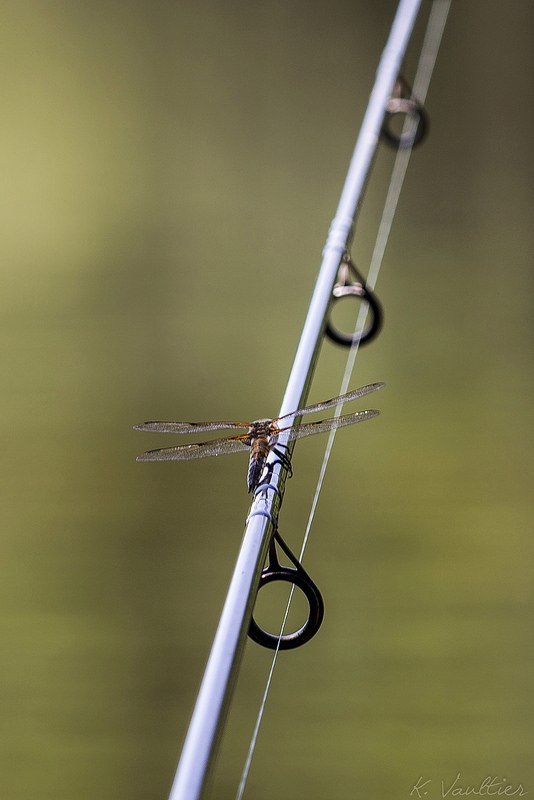 Bite alarm - Fishing, Feeder, The photo, Not mine