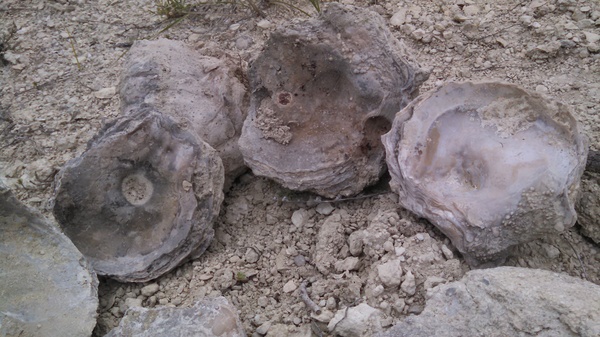 Found fossilized oysters - My, Paleontology, Find, Fossil, Fossils, Seashells, Longpost