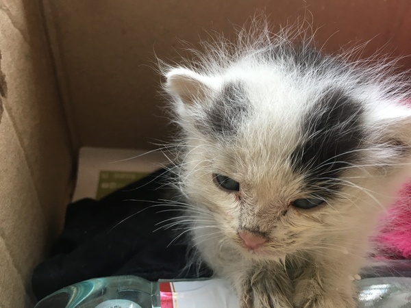 Need help with a kitten! - Moscow, cat, Help