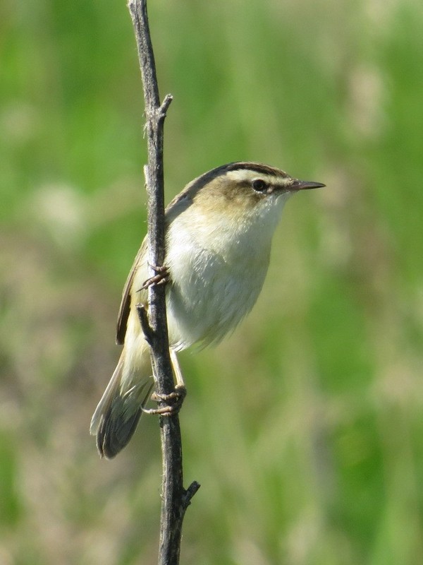 Badger warbler. - My, Birds, The photo, Kamyshovka, Bird watching, Video, Longpost