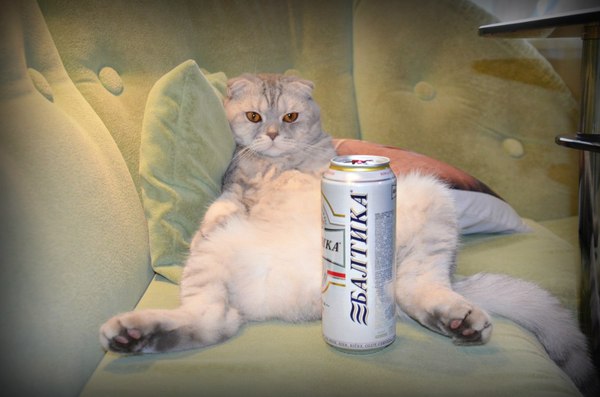 Fedik went on vacation... - Beer, Vacation, A life, cat, , Homemade, The photo