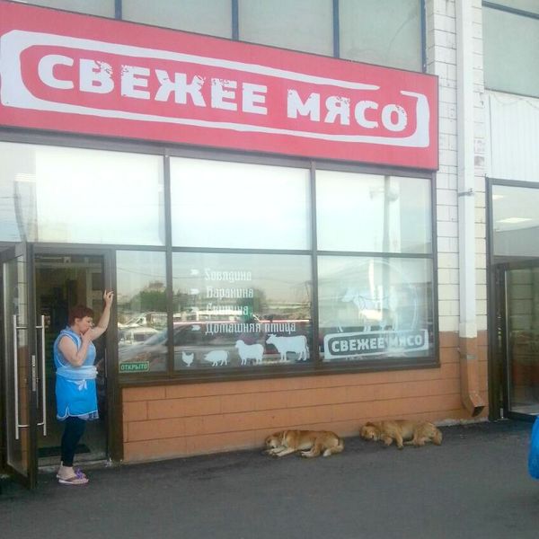 Very fresh meat - My, Meat, Moscow, Dogs and people