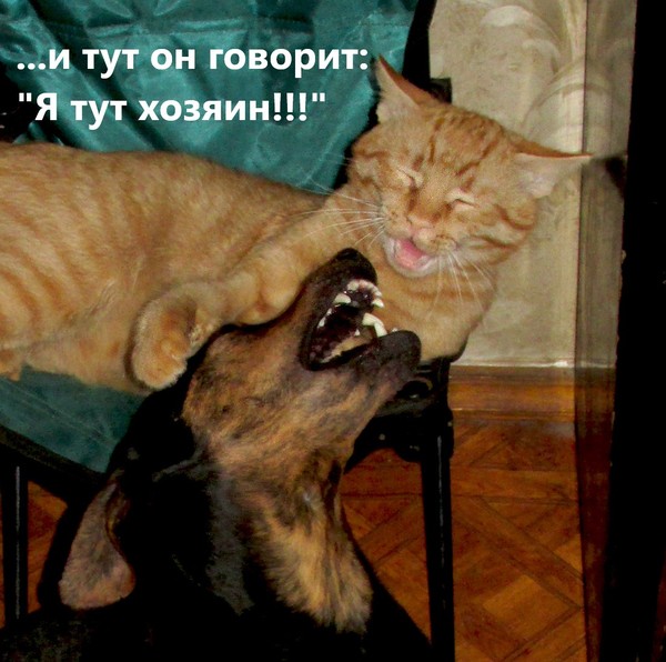 Do you want to make your pet laugh? - cat, Dog, Images, Pet, Animals, Mafia, Pets