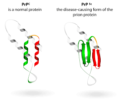 Protein killer. - My, The medicine, Prions, Kuru, Insomnia, The science, Biology, Microbiology, Longpost