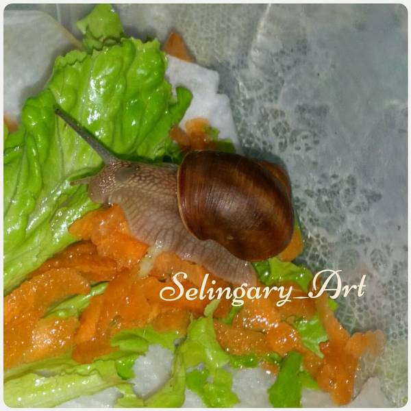 Grape snails - My, Grape snail, Snail, , , , Longpost