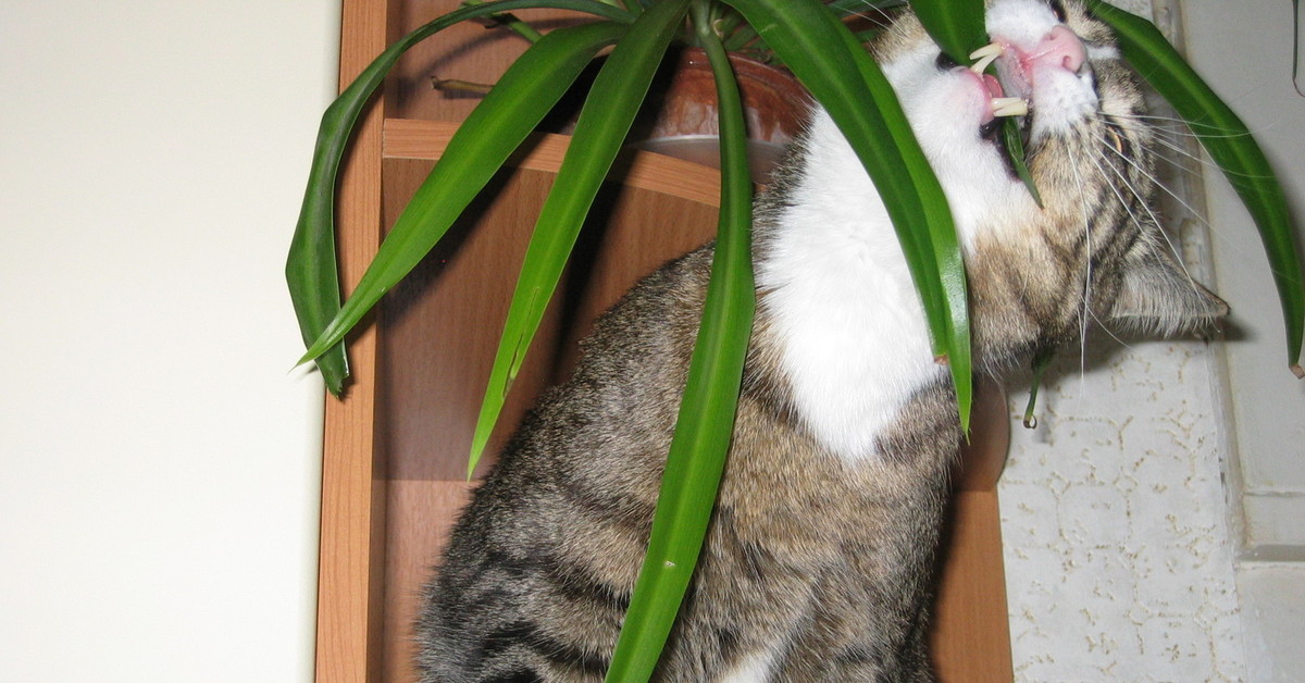 Тюльпаны для кошек ядовиты или нет. Кошки и комнатные растения. Комнатные растения опасные для кошек. Кошачий цветок комнатный. Кошка ест комнатные растения.