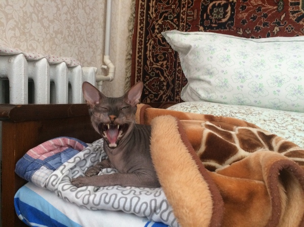 In summer it's hot to sleep under a blanket.... - My, cat, Sphinx, The photo, Bald head, Grandmother